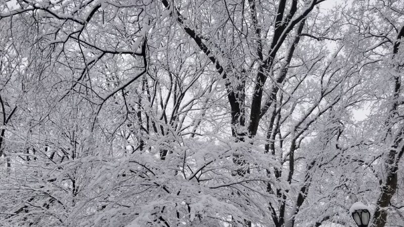 Peter J. Sharp Children's Glade - New York, NY