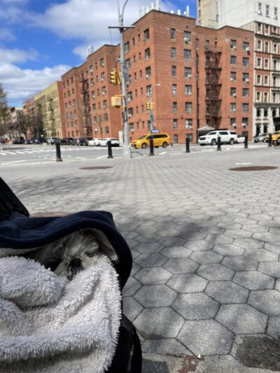 Peter J. Sharp Children's Glade - New York, NY