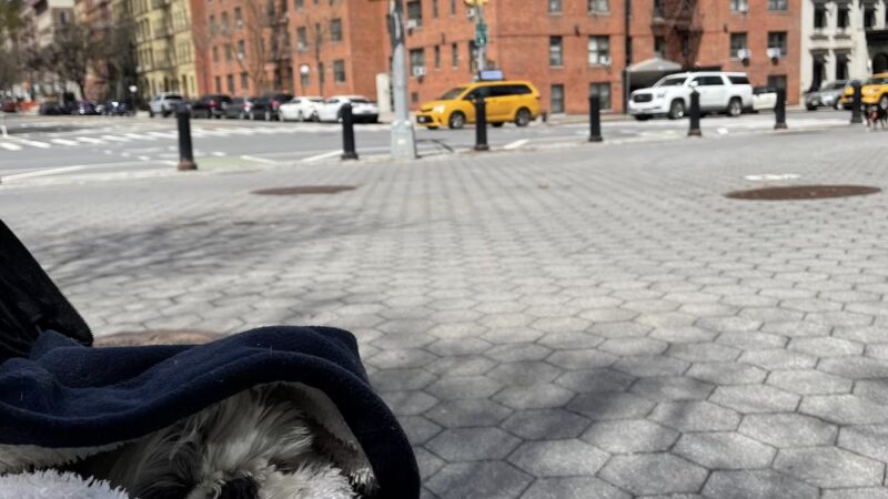 Peter J. Sharp Children's Glade - New York, NY