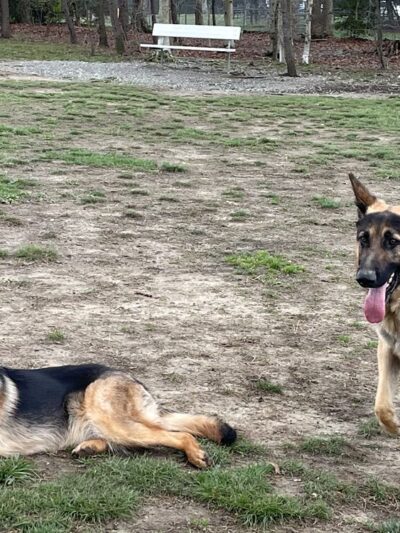 Mt Victoria Kennels - Newburg, MD