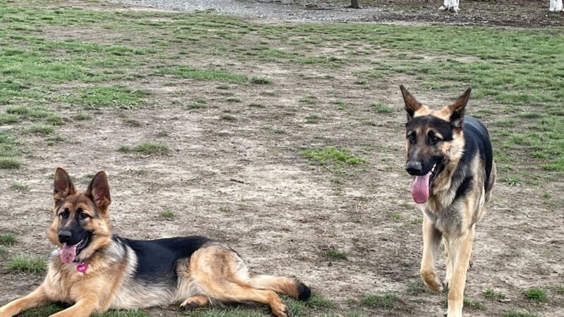 Mt Victoria Kennels - Newburg, MD