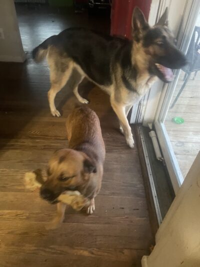 Mt Victoria Kennels - Newburg, MD