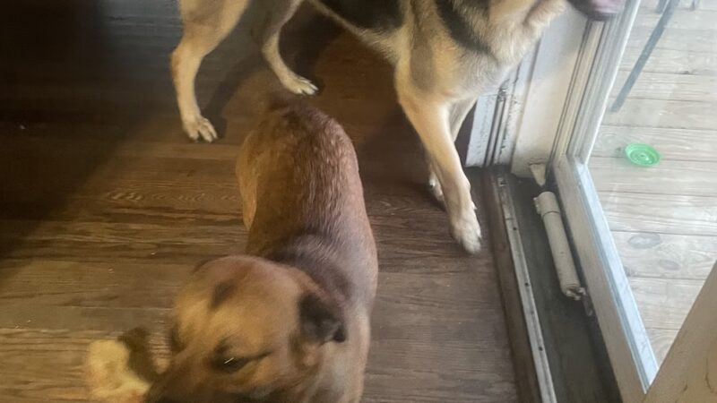 Mt Victoria Kennels - Newburg, MD