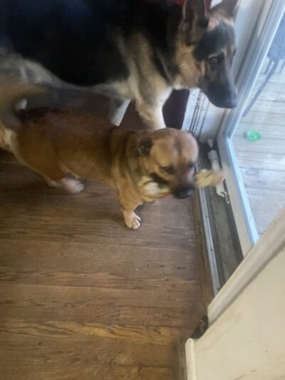 Mt Victoria Kennels - Newburg, MD