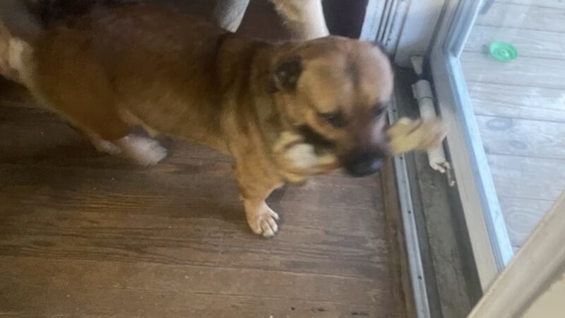 Mt Victoria Kennels - Newburg, MD