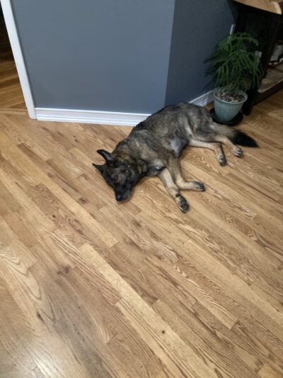 BMB Dog Training - Newburgh, NY