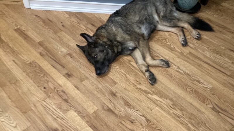 BMB Dog Training - Newburgh, NY