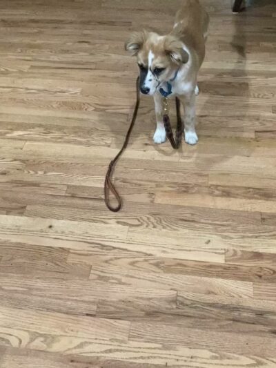 BMB Dog Training - Newburgh, NY