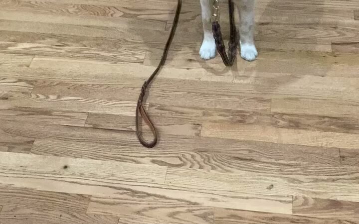 BMB Dog Training - Newburgh, NY