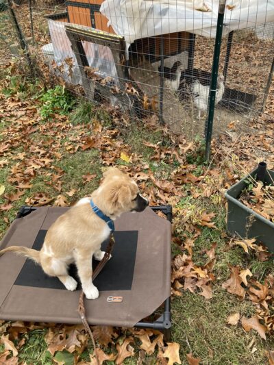 BMB Dog Training - Newburgh, NY