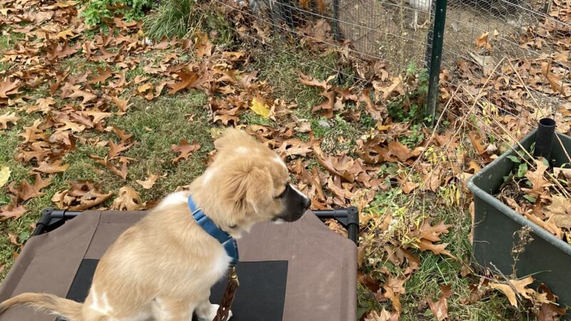 BMB Dog Training - Newburgh, NY