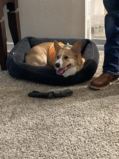 BMB Dog Training - Newburgh, NY