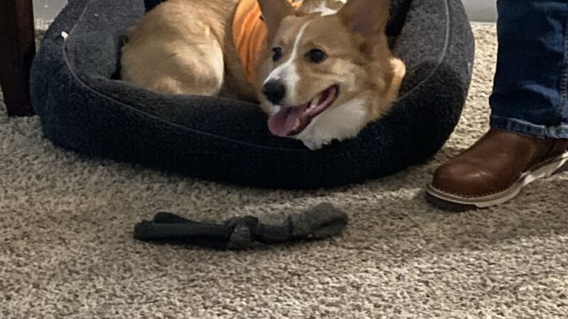 BMB Dog Training - Newburgh, NY