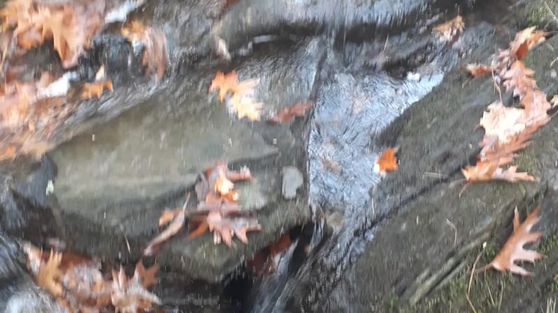 Dodge Point Preserve - Newcastle, ME