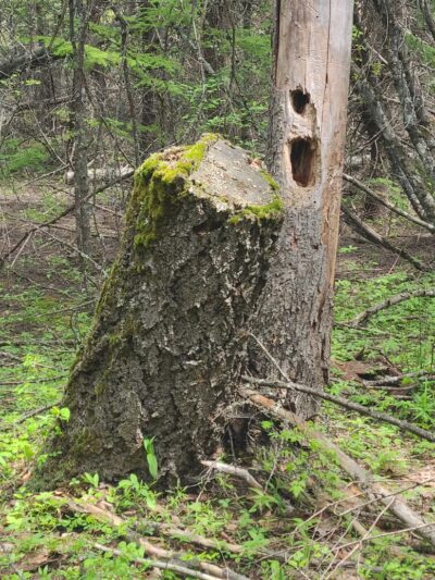 Hauser Conservation Area - Newman Lake, WA