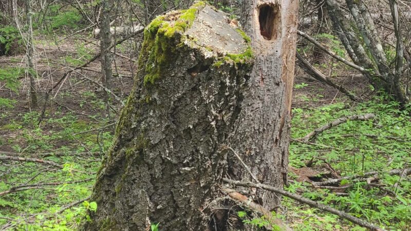 Hauser Conservation Area - Newman Lake, WA