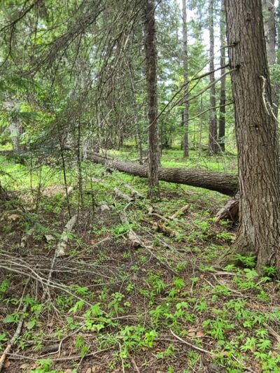 Hauser Conservation Area - Newman Lake, WA
