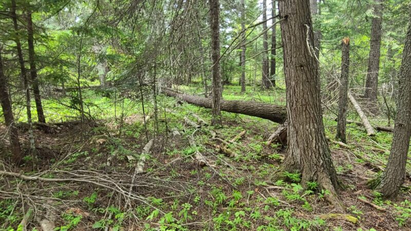 Hauser Conservation Area - Newman Lake, WA