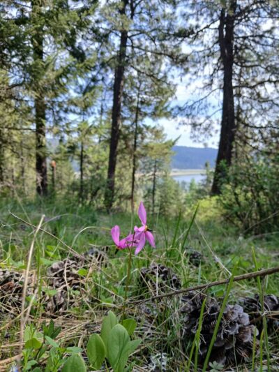 West Newman Lake Drive Trailhead - Newman Lake, WA