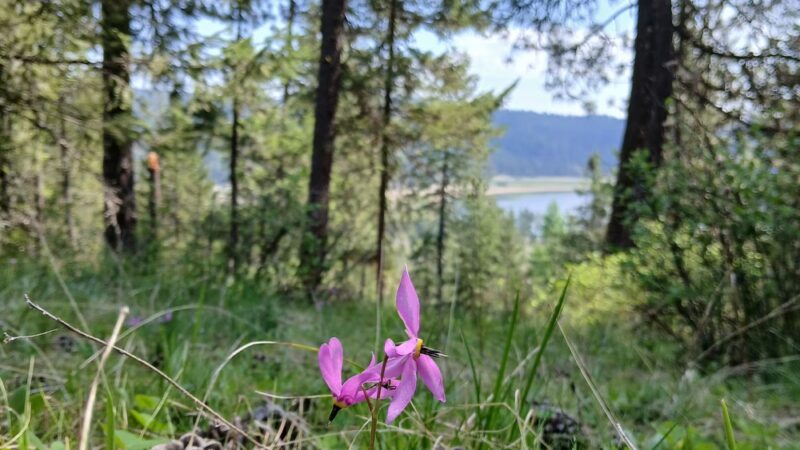 West Newman Lake Drive Trailhead - Newman Lake, WA