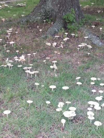 Robinson-Bruton Park - Newport News, VA