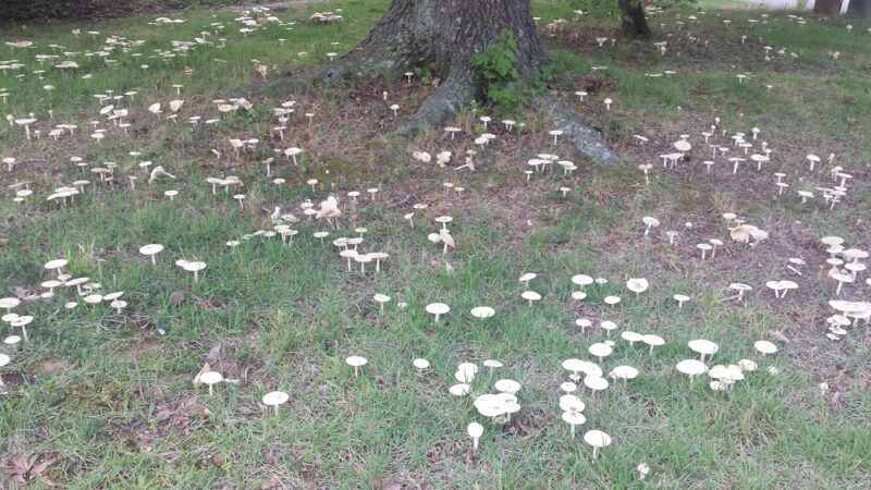 Robinson-Bruton Park - Newport News, VA