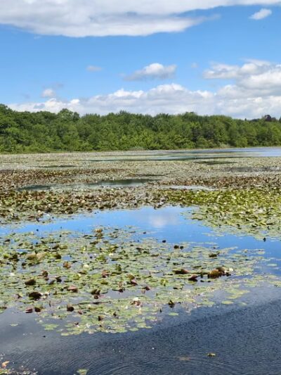 Hammond Pond Reservation - Newton, MA