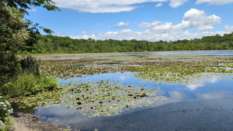 Hammond Pond Reservation - Newton, MA