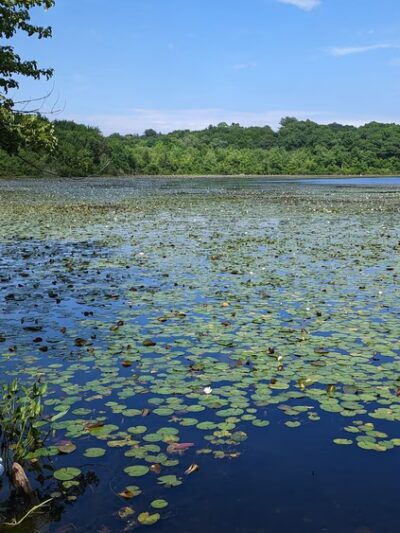 Hammond Pond Reservation - Newton, MA