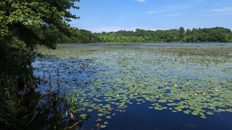 Hammond Pond Reservation - Newton, MA