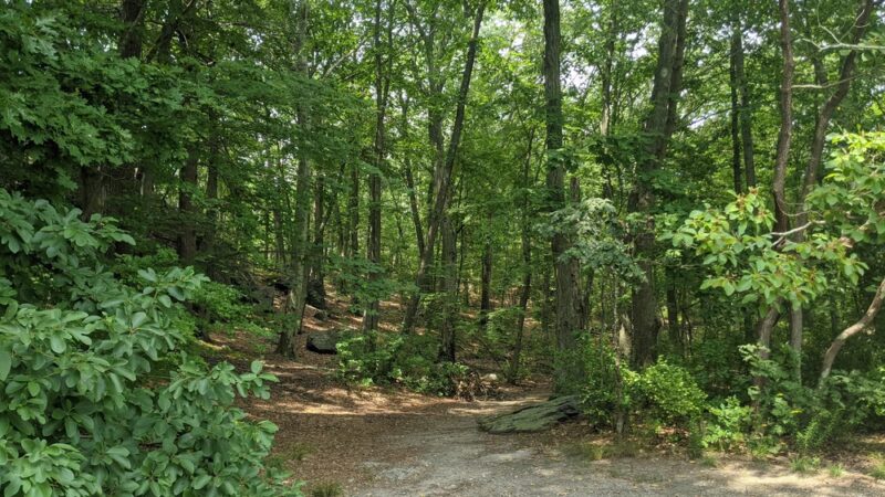 Hammond Pond Reservation - Newton, MA