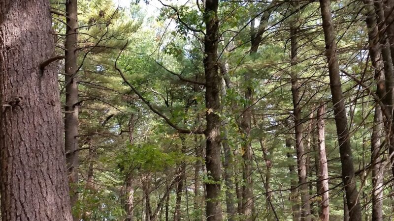 Kennard Park - Newton, MA