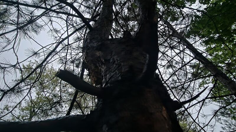 Walker Park - Newton, MA