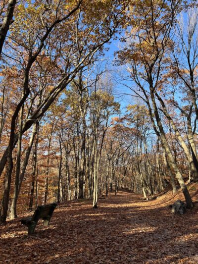 Webster Park - Newton, MA