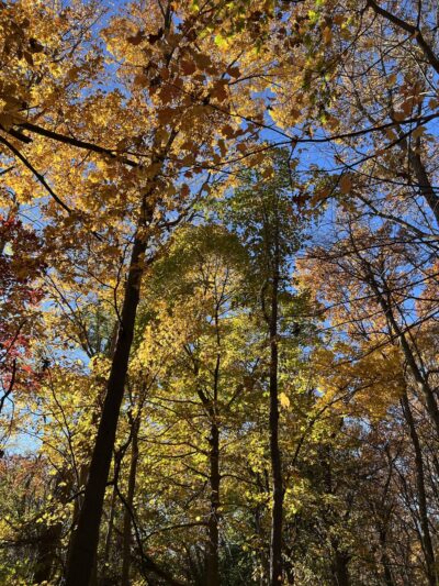Webster Park - Newton, MA