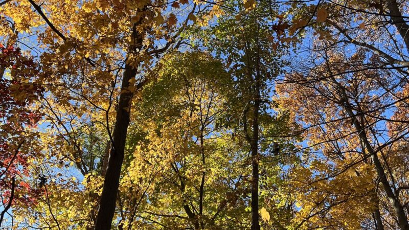 Webster Park - Newton, MA