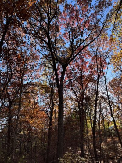 Webster Park - Newton, MA