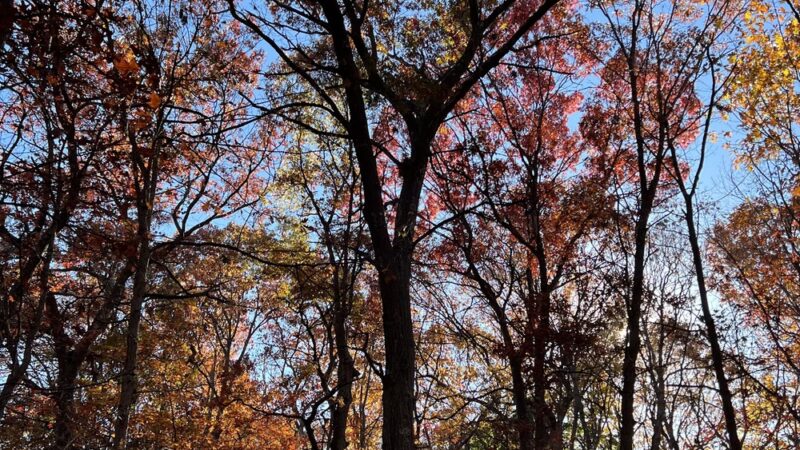 Webster Park - Newton, MA