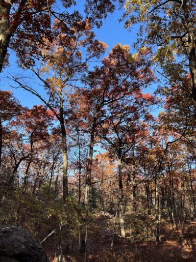 Webster Park - Newton, MA