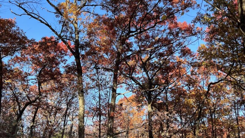 Webster Park - Newton, MA
