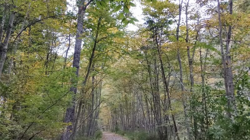 Paulinskill River Wildlife Management Area - Newton, NJ
