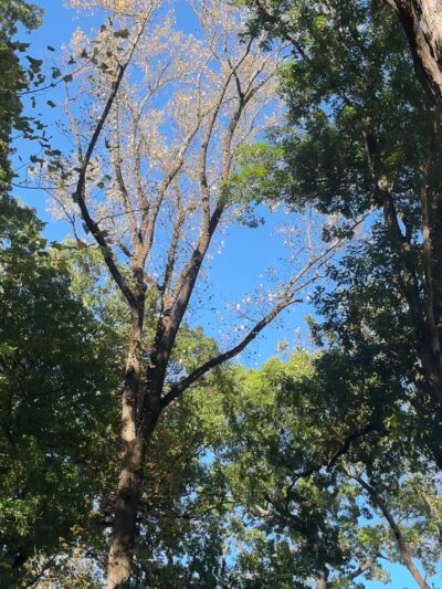 Ridley Creek State Park - Area 3 Pavilion - Newtown Square, PA