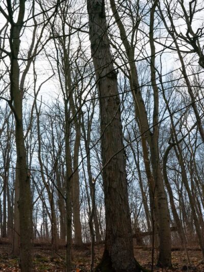 Ridley Creek State Park - Area 3 Pavilion - Newtown Square, PA