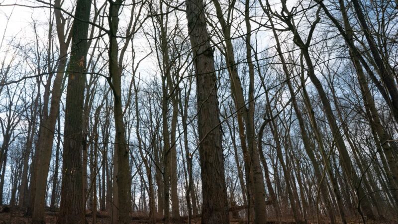 Ridley Creek State Park - Area 3 Pavilion - Newtown Square, PA