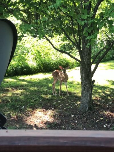 Dogwood Acres Campground Inc - Newville, PA