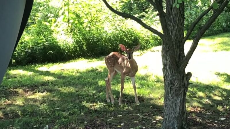 Dogwood Acres Campground Inc - Newville, PA