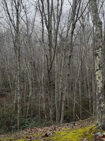 Oswegatchie Hills Nature Preserve - Niantic, CT