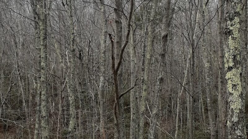 Oswegatchie Hills Nature Preserve - Niantic, CT