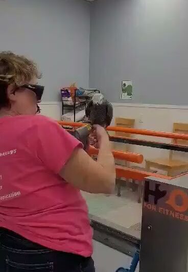 Pet Wellness & Therapy - Niantic, CT