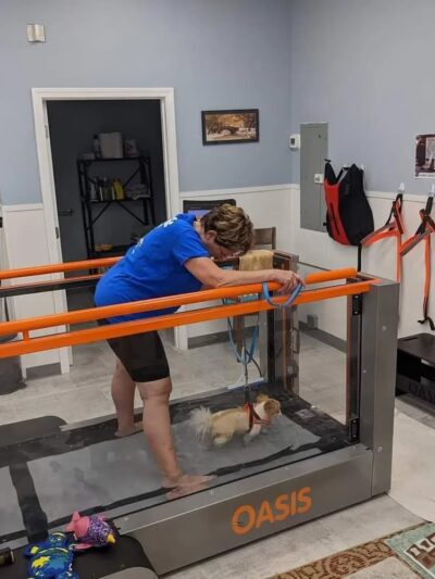 Pet Wellness & Therapy - Niantic, CT